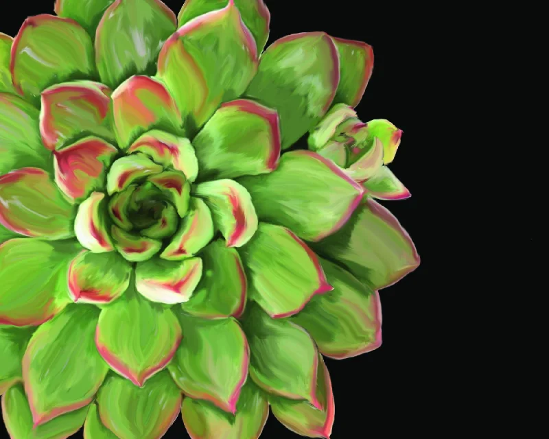 Wall decor with balanced layouts-Small - Succulent Elegans II By Jg Studios - Green