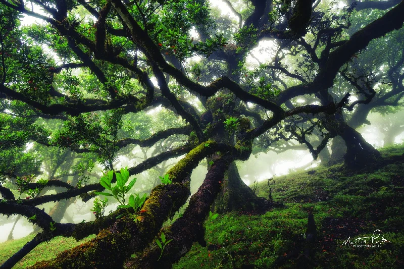 Wall decor with landing art-Small - Tentacles By Martin Podt - Green