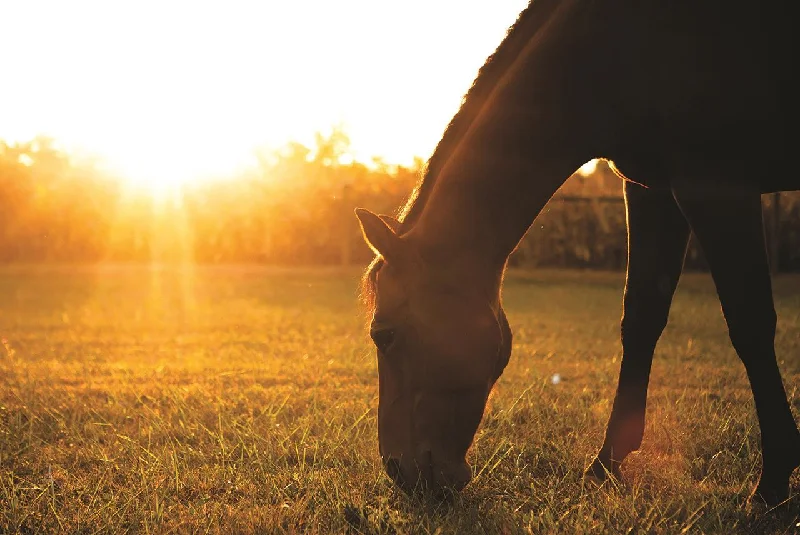 Wall decor with glitter-Sunset Grazing I By Donnie Quillen - Dark Brown